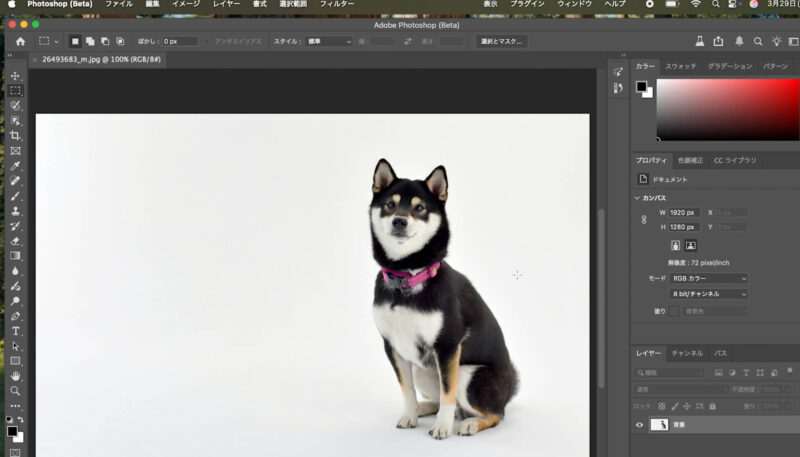 写真ACの犬の写真を使って合成する