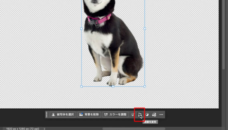 Adobe Photoshop(フォトショップ)Beta版に追加された新機能「オブジェクトの回転」で犬の写真を回転させる